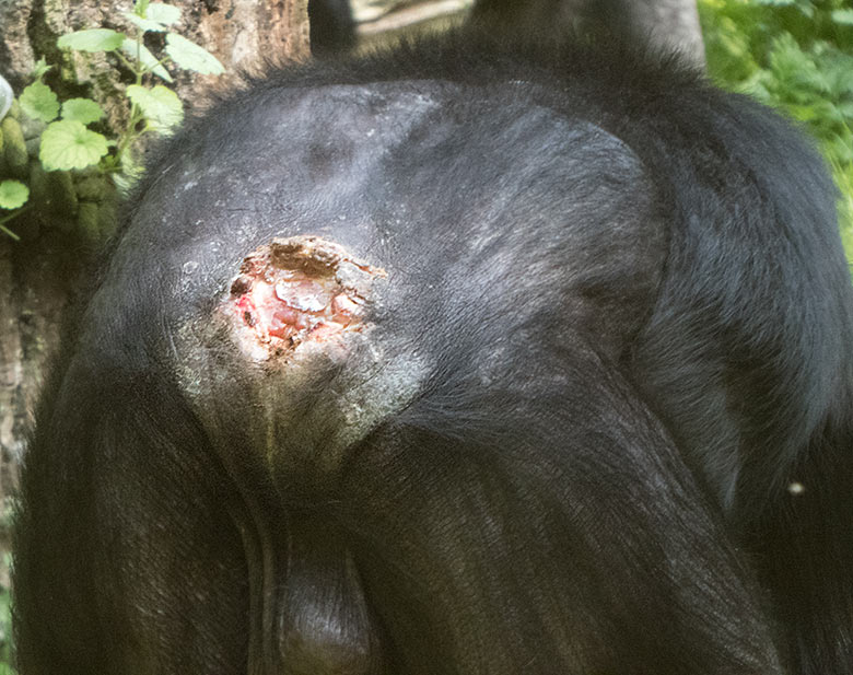 Hinterteil von Bonobo-Männchen BIROGU am 1. Juni 2019 auf der Außenanlage am Menschenaffen-Haus im Zoo Wuppertal