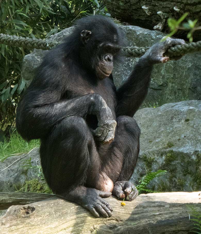 Bonobo-Männchen BIROGU am 1. Juni 2019 auf der Außenanlage am Menschenaffen-Haus im Zoologischen Garten der Stadt Wuppertal