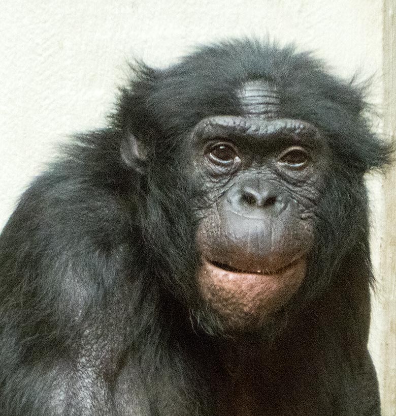 Männlicher Bonobo MATO am 2. Juni 2019 im Menschenaffen-Haus im Wuppertaler Zoo