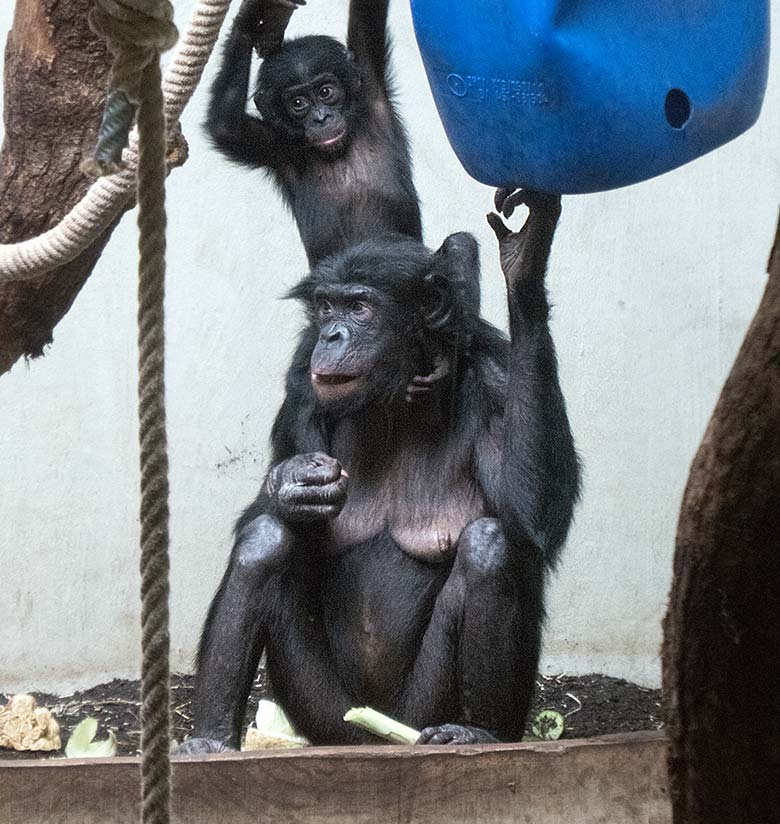 Bonobo-Weibchen EJA mit Jungtier BAKARI am 3. Juni 2019 im Innengehege im Menschenaffen-Haus im Wuppertaler Zoo