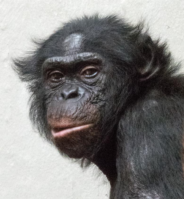 Männlicher Bonobo MATO am 3. Juni 2019 im Menschenaffen-Haus im Zoologischen Garten Wuppertal