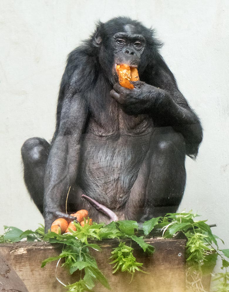 Bonobo-Männchen MATO am 3. Juni 2019 im Menschenaffen-Haus im Grünen Zoo Wuppertal
