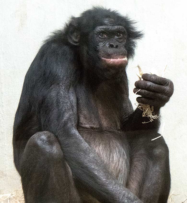 Bonobo-Männchen MATO im Juni 2019 im Menschenaffen-Haus im Grünen Zoo Wuppertal