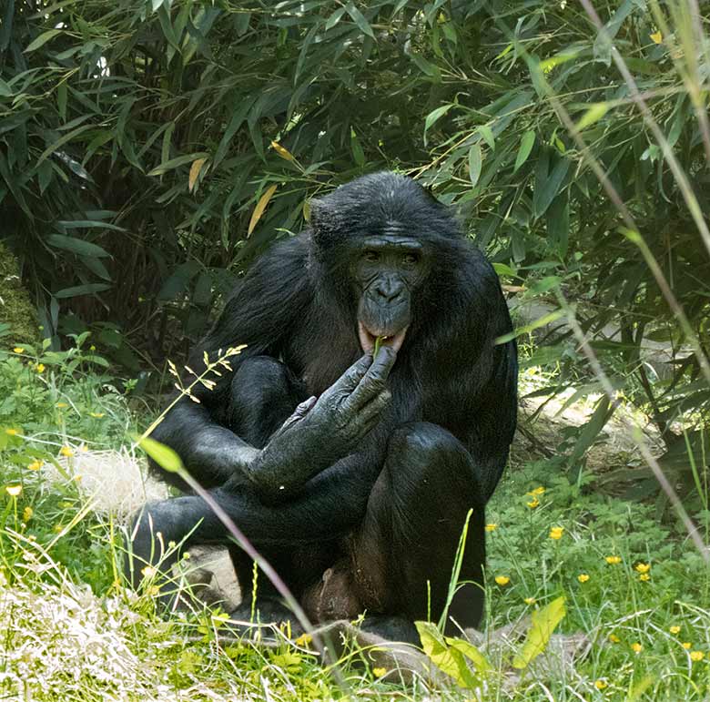 Bonobo-Männchen BILI am 13. Juni 2019 auf der Außenanlage am Menschenaffen-Haus im Zoologischen Garten Wuppertal