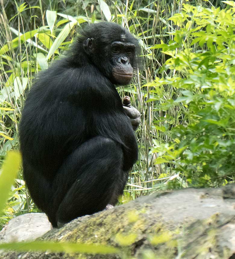 Bonobo-Männchen BIROGU am 13. Juni 2019 auf der Außenanlage am Menschenaffen-Haus im Grünen Zoo Wuppertal