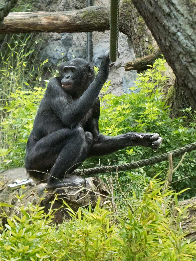 Bonobo-Männchen BIROGU am 13. Juni 2019 auf der Außenanlage am Menschenaffen-Haus im Wuppertaler Zoo