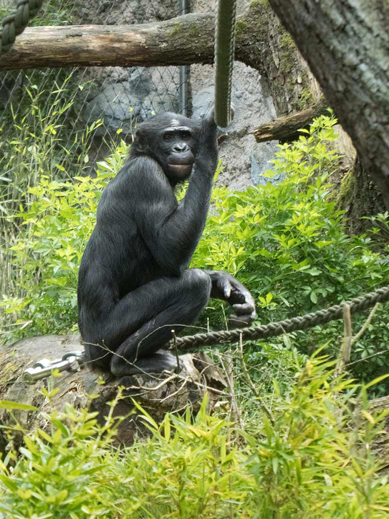 Bonobo-Männchen BIROGU am 13. Juni 2019 auf der Außenanlage am Menschenaffen-Haus im Zoologischen Garten Wuppertal