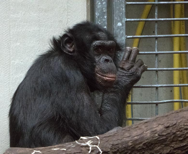 Bonobo-Männchen MATO am 13. Juni 2019 im Innengehege im Menschenaffen-Haus im Grünen Zoo Wuppertal