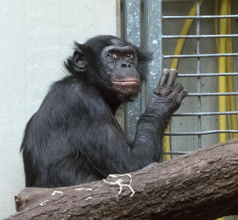 Bonobo-Männchen MATO am 13. Juni 2019 im Innengehege im Menschenaffen-Haus im Wuppertaler Zoo