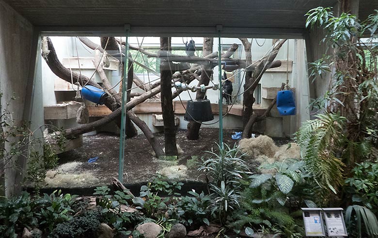 Bonobo-Weibchen EJA mit ihren drei Jungtieren am 6. Juli 2019 im Innengehege der Schimpansen im Menschenaffen-Haus im Grünen Zoo Wuppertal