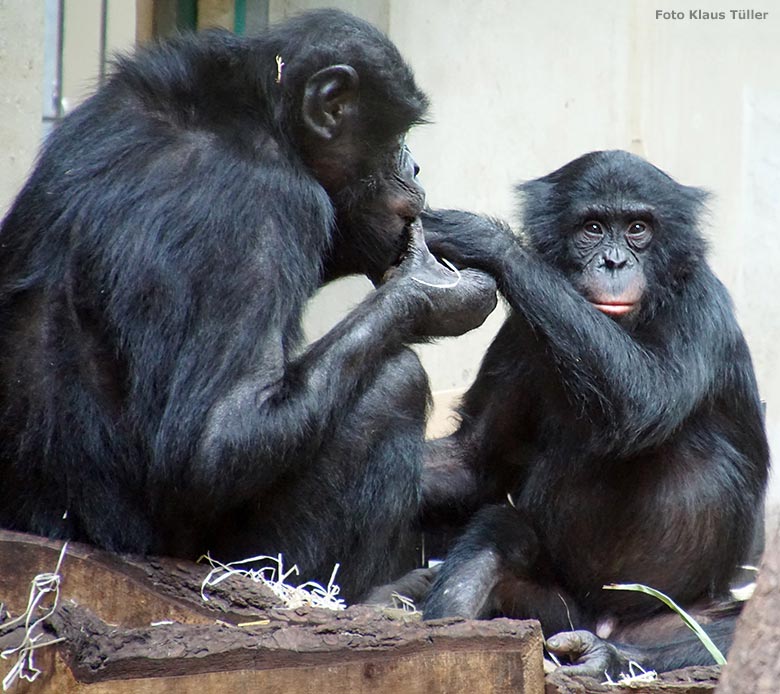Bonobos am 8. Juli 2019 im Menschenaffen-Haus im Wuppertaler Zoo (Foto Klaus Tüller)