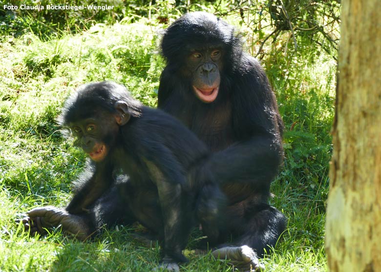 Bonobo-Weibchen EJA mit Jungtier BAKARI am 14. September 2019 auf der Außenanlage im Zoologischen Garten Wuppertal (Foto Claudia Böckstiegel-Wengler)