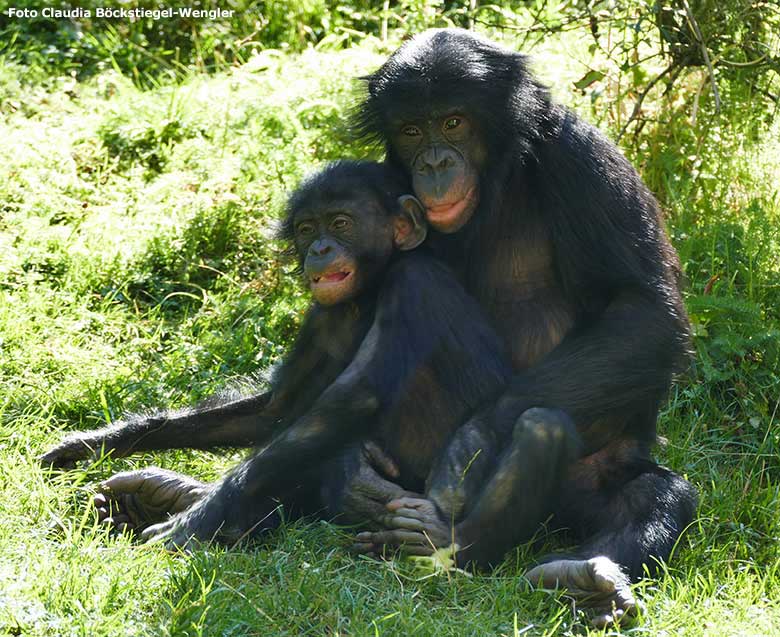 Bonobo-Weibchen EJA mit Jungtier BAKARI am 14. September 2019 auf der Außenanlage im Wuppertaler Zoo (Foto Claudia Böckstiegel-Wengler)