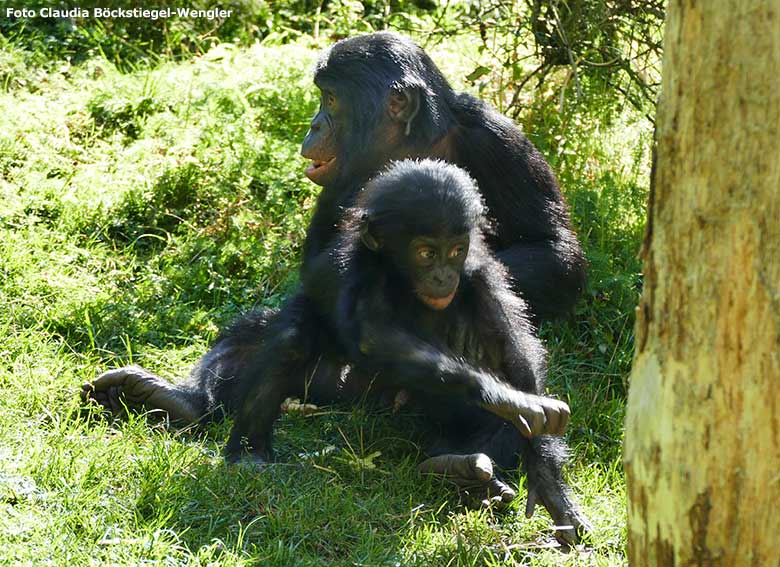 Bonobo-Weibchen EJA mit Jungtier BAKARI am 14. September 2019 auf der Außenanlage im Grünen Zoo Wuppertal (Foto Claudia Böckstiegel-Wengler)