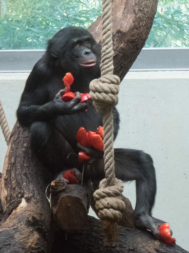 Bonobo AYUBU am 2. Oktober 2019 im Menschenaffen-Haus im Grünen Zoo Wuppertal