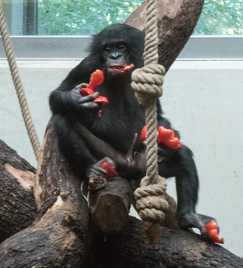 Bonobo AYUBU am 2. Oktober 2019 mit Paprika im Menschenaffen-Haus im Grünen Zoo Wuppertal