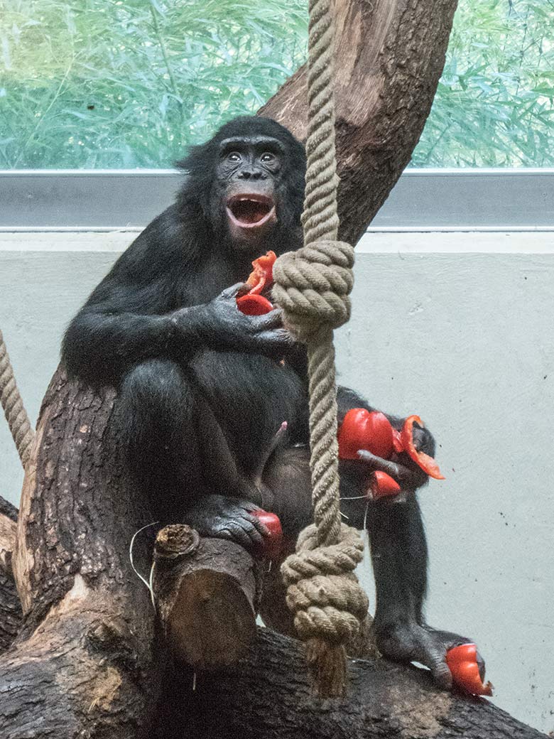 Bonobo AYUBU am 2. Oktober 2019 im Innengehege im Menschenaffen-Haus im Zoologischen Garten Wuppertal