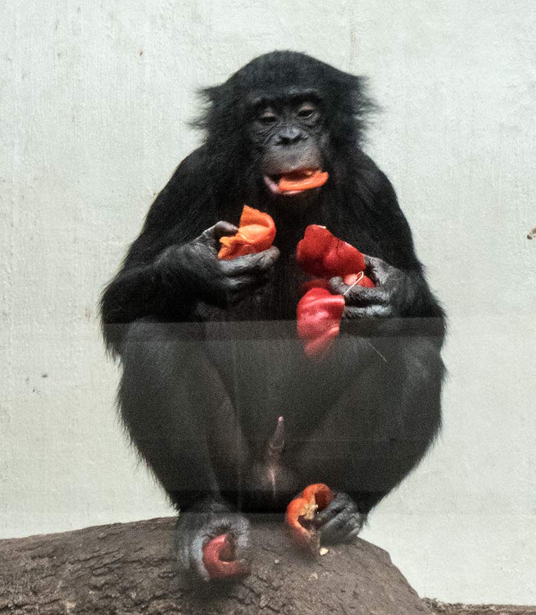 Bonobo AYUBU am 2. Oktober 2019 mit Paprika im Menschenaffen-Haus im Wuppertaler Zoo