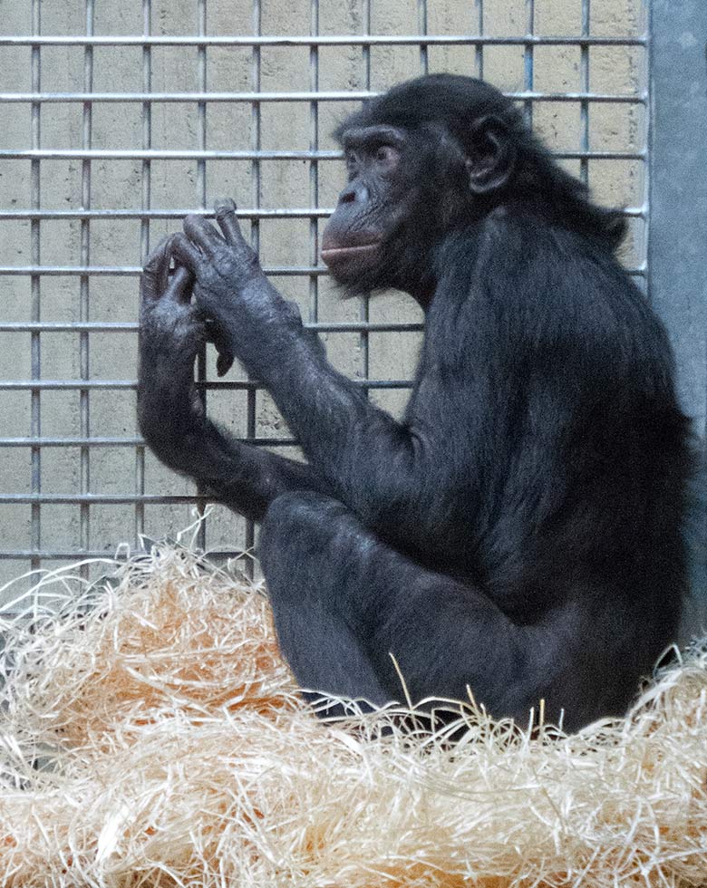 Bonobo-Weibchen EJA am 6. Oktober 2019 im ehemaligen Schimpansen-Innengehege im Menschenaffen-Haus im Wuppertaler Zoo
