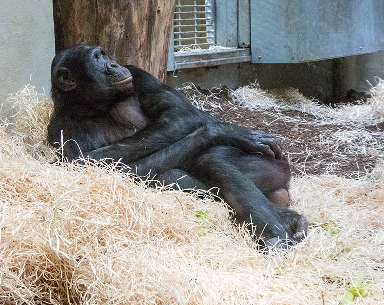 Bonobo-Männchen BILI am 3. November 2019 im Menschenaffen-Haus im Grünen Zoo Wuppertal
