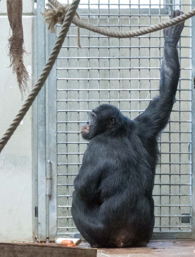 Männlicher Bonobo BIROGU am 3. November 2019 im Menschenaffen-Haus im Grünen Zoo Wuppertal