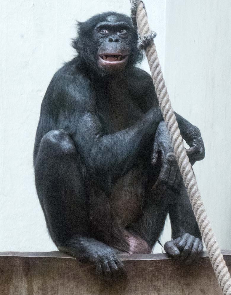 Das 55 Jahre alte Bonobo-Männchen MATO am 3. November 2019 im Menschenaffen-Haus im Grünen Zoo Wuppertal