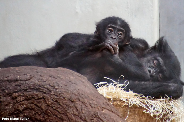 Bonobo-Jungtier BAKARI mit Bonobo-Mutter EJA am 11. November 2019 im Menschenaffen-Haus im Zoo Wuppertal (Foto Klaus Tüller)
