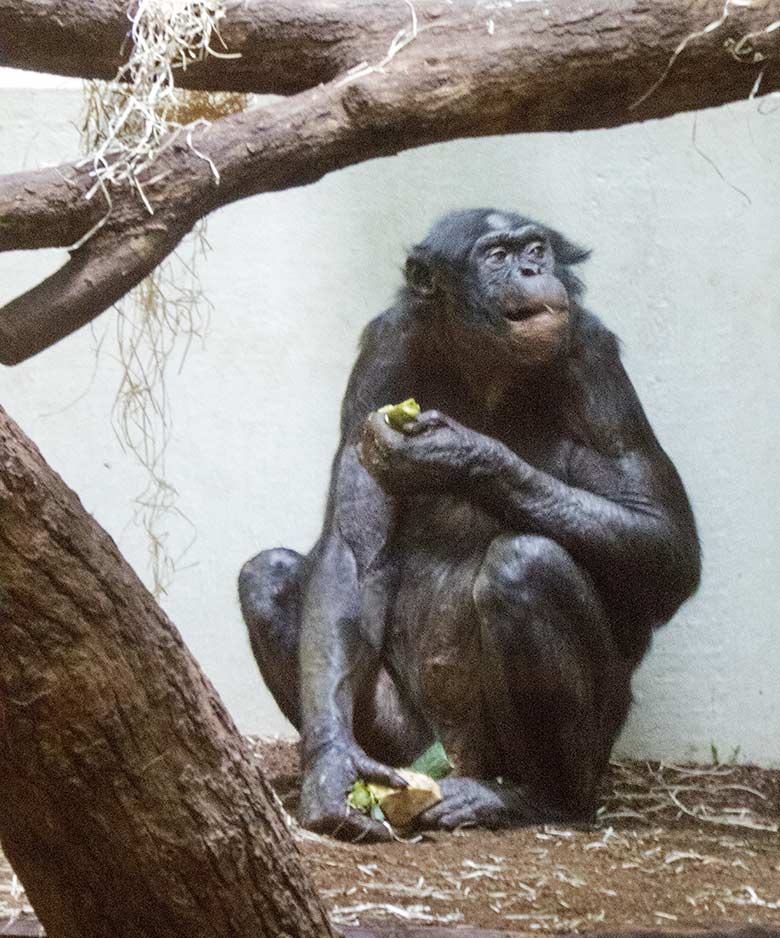 Bonobo-Männchen MATO am 18. November 2019 im Menschenaffen-Haus im Grünen Zoo Wuppertal
