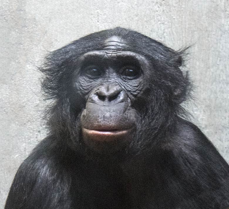 Bonobo-Männchen BILI am 1. Dezember 2019 im Menschenaffen-Haus im Wuppertaler Zoo