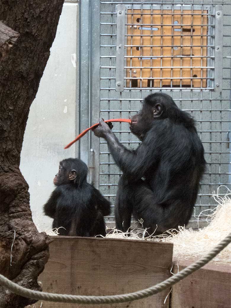 Bonobo-Jungtier BAKARI mit seiner Bonobo-Mutter EJA am 6. Januar 2020 im Menschenaffen-Haus im Zoologischen Garten Wuppertal