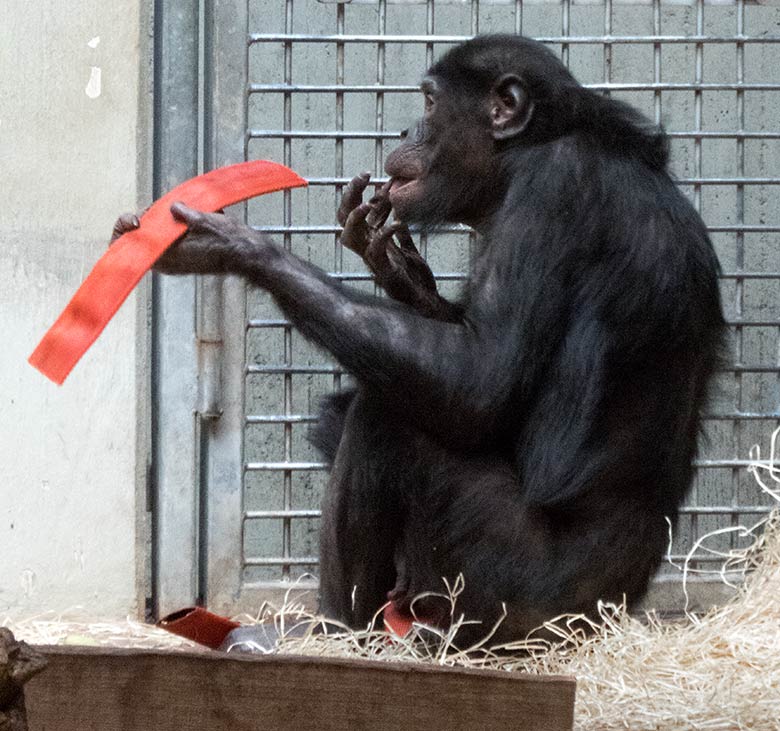 Bonobo-Weibchen EJA am 6. Januar 2020 im Menschenaffen-Haus im Grünen Zoo Wuppertal