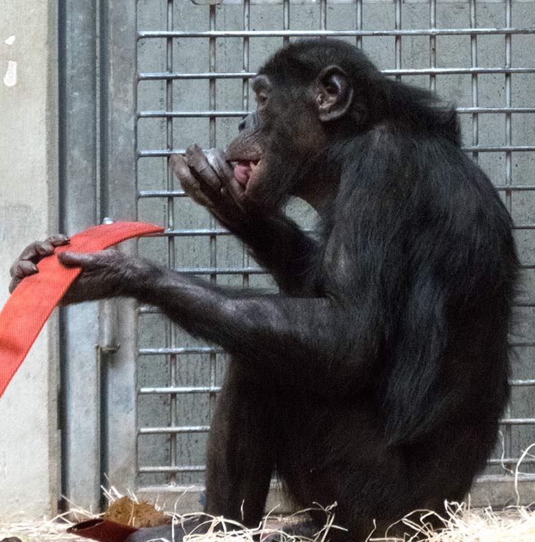 Bonobo-Weibchen EJA am 6. Januar 2020 im Menschenaffen-Haus im Zoo Wuppertal