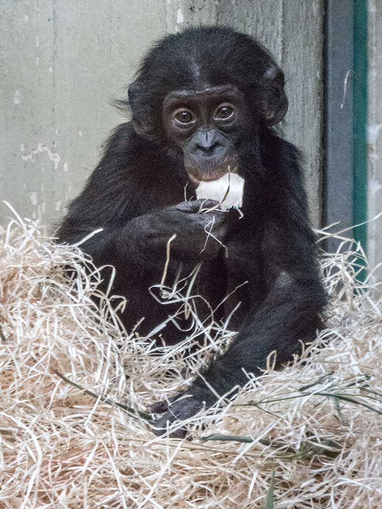 Bonobo-Jungtier BAKARI am 6. Januar 2020 im Menschenaffen-Haus im Wuppertaler Zoo