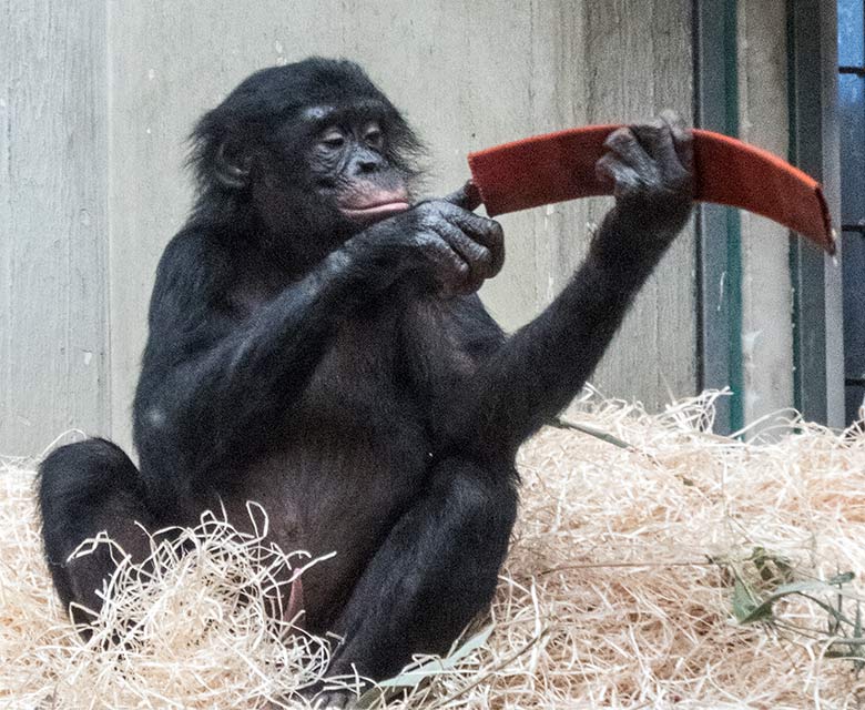 Bonobo-Jungtier AYUBU am 6. Januar 2020 im Menschenaffen-Haus im Grünen Zoo Wuppertal