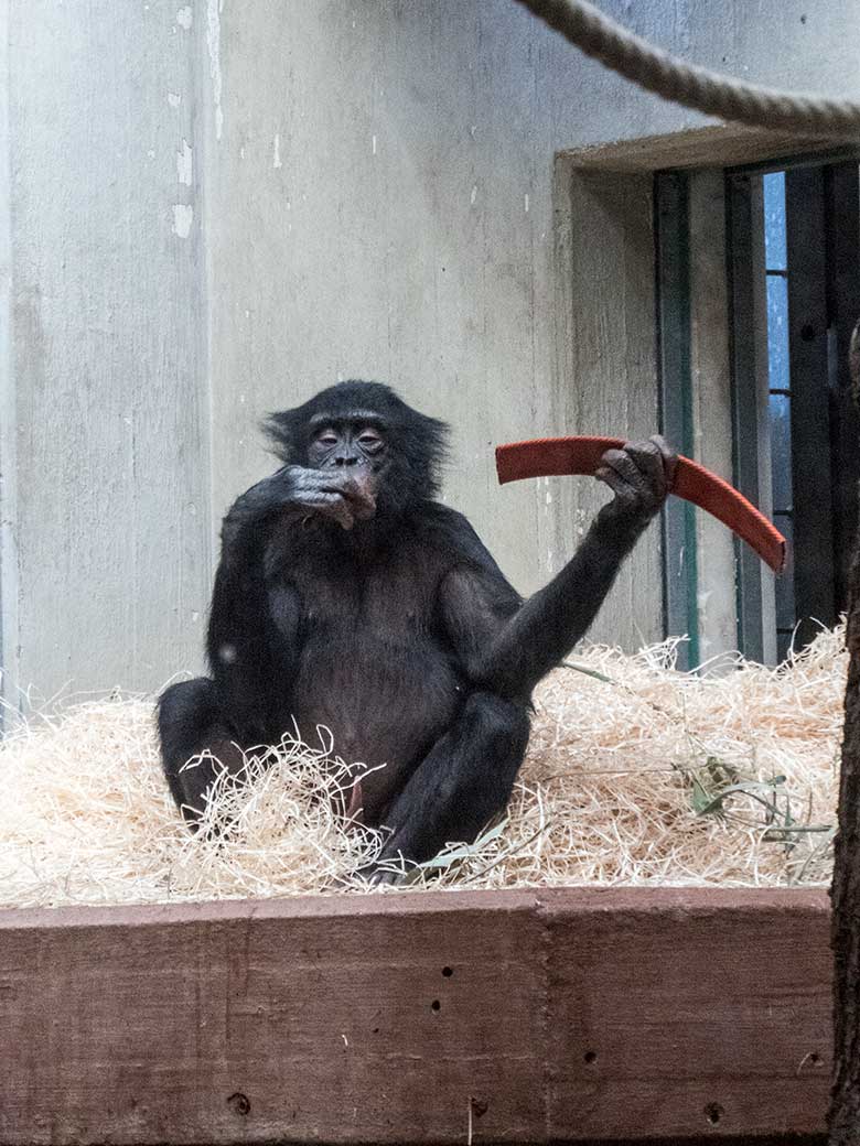 Bonobo-Jungtier AYUBU am 6. Januar 2020 im Menschenaffen-Haus im Zoo Wuppertal