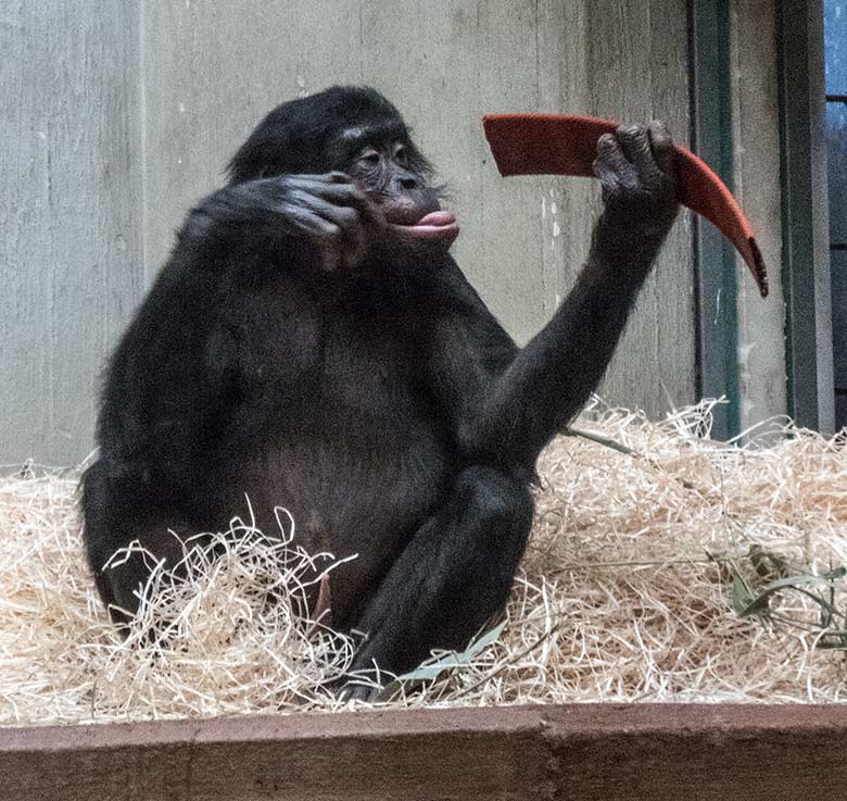 Bonobo-Jungtier AYUBU am 6. Januar 2020 im Menschenaffen-Haus im Wuppertaler Zoo