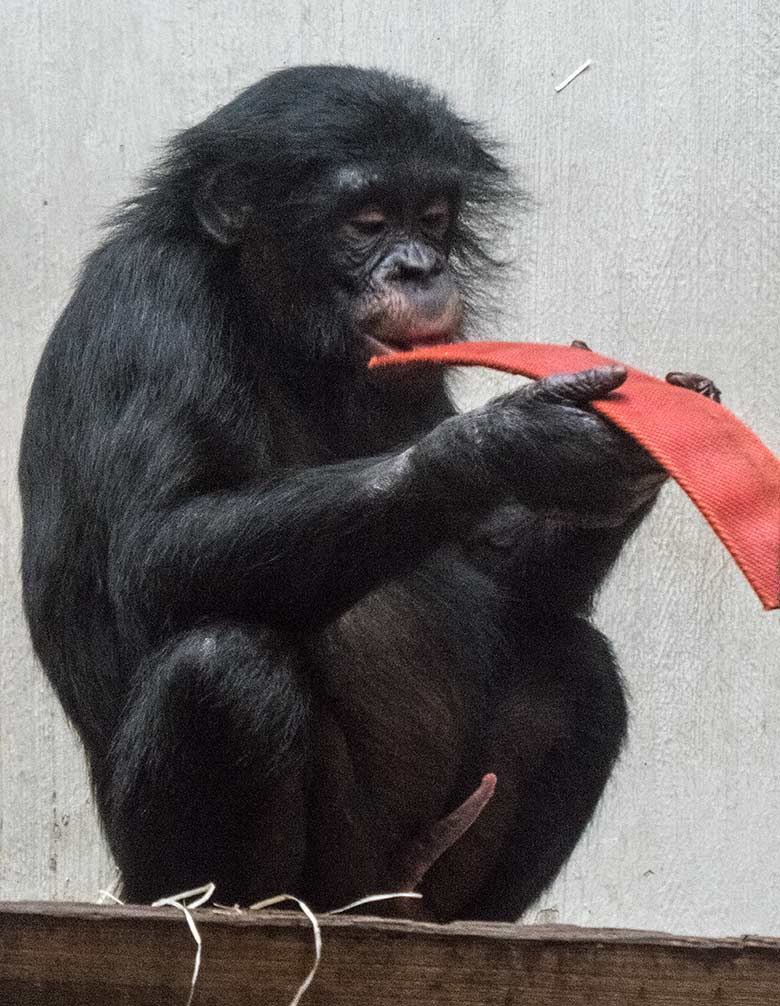 Bonobo-Jungtier AYUBU am 6. Januar 2020 im Menschenaffen-Haus im Zoologischen Garten Wuppertal