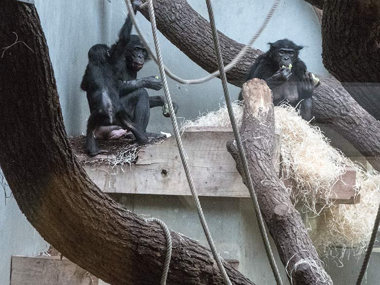 Bonobo-Jungtier BAKARI mit seiner Bonobo-Mutter EJA und dem Bonobo-Weibchen KICHELE am 12. Januar 2020 im Menschenaffen-Haus im Zoo Wuppertal