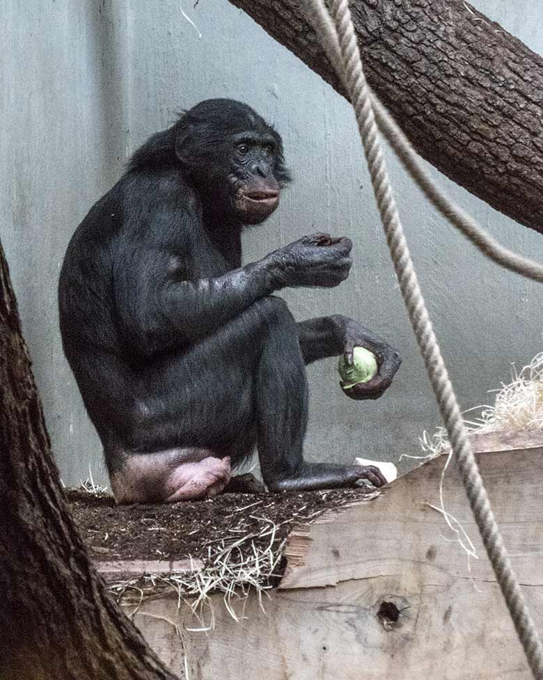 Bonobo-Weibchen KICHELE am 12. Januar 2020 im Menschenaffen-Haus im Grünen Zoo Wuppertal