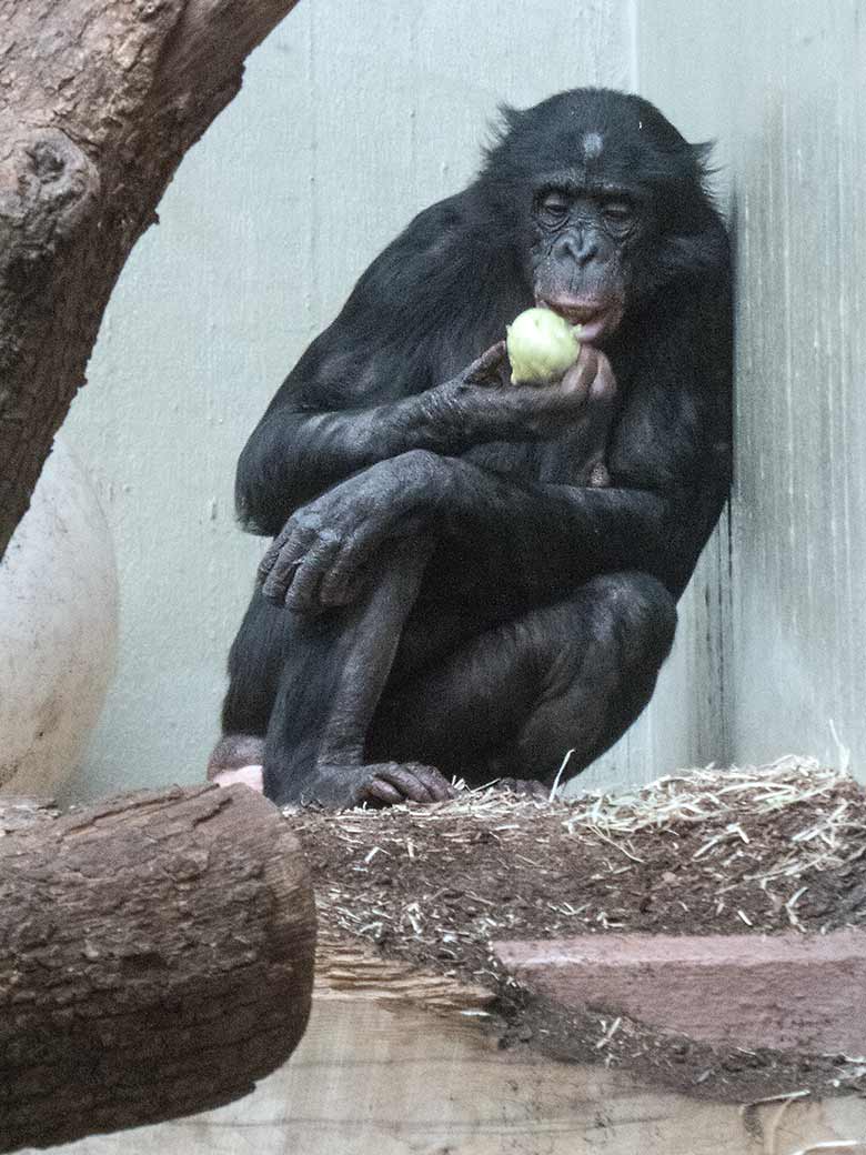Bonobo-Weibchen KICHELE am 12. Januar 2020 im Menschenaffen-Haus im Zoologischen Garten Wuppertal