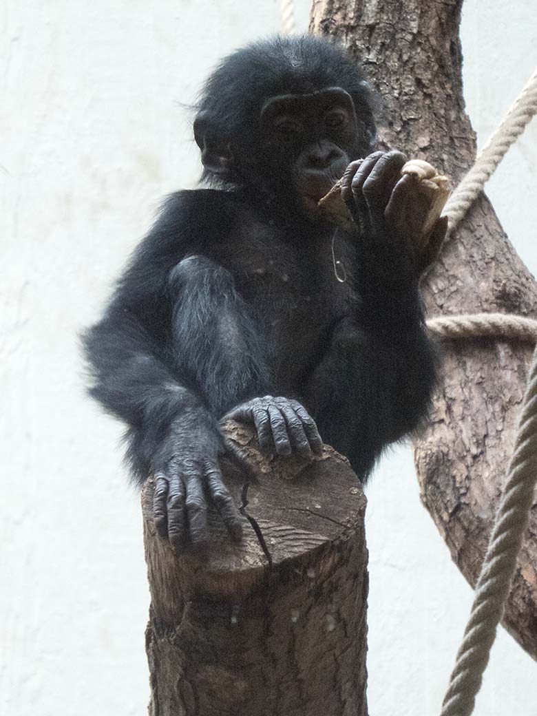 Bonobo-Jungtier BAKARI am 20. Januar 2020 im Menschenaffen-Haus im Zoologischen Garten der Stadt Wuppertal