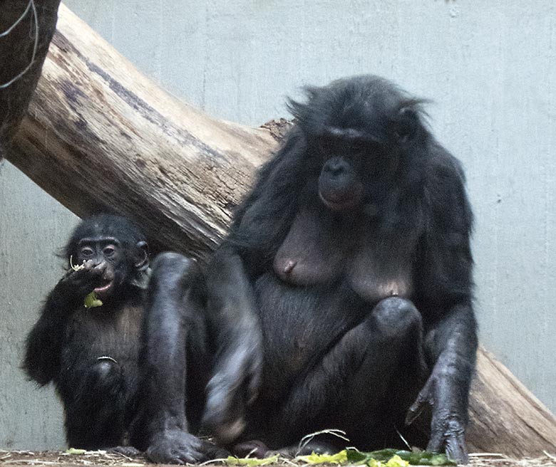 Bonobo-Jungtier BAKARI mit seiner Bonobo-Mutter EJA am 23. Januar 2020 im Menschenaffen-Haus im Grünen Zoo Wuppertal