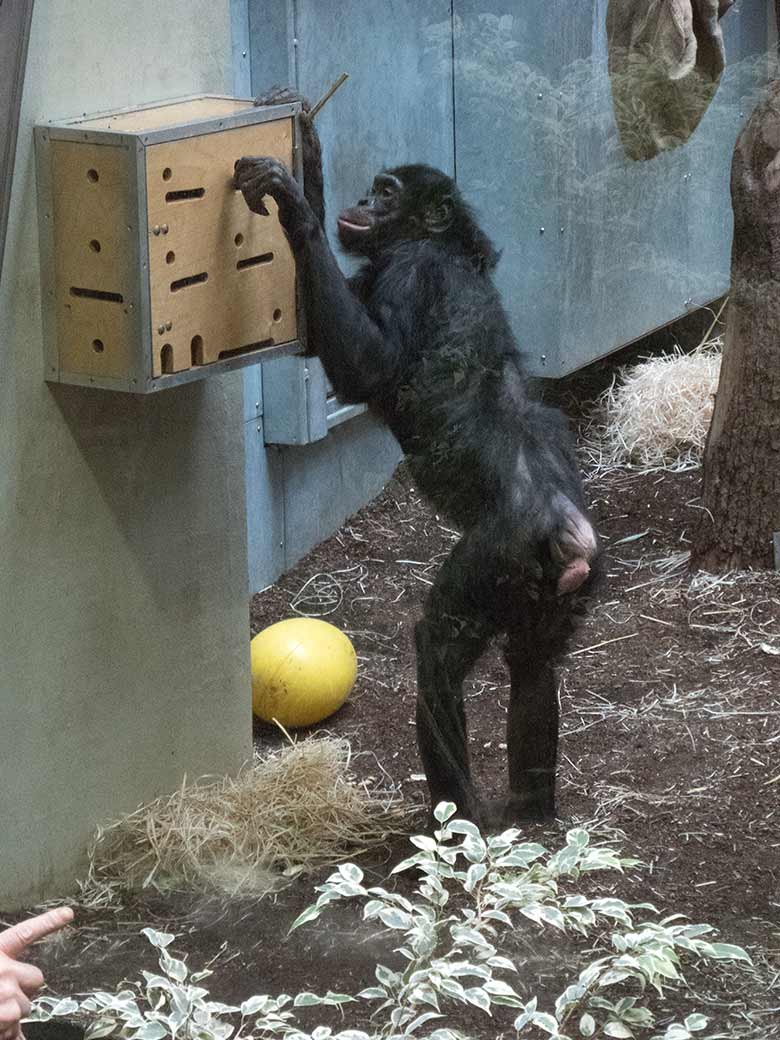 Bonobo-Weibchen EJA am 25. Februar 2020 am Stocherkasten im Innengehege im Menschenaffen-Haus im Wuppertaler Zoo