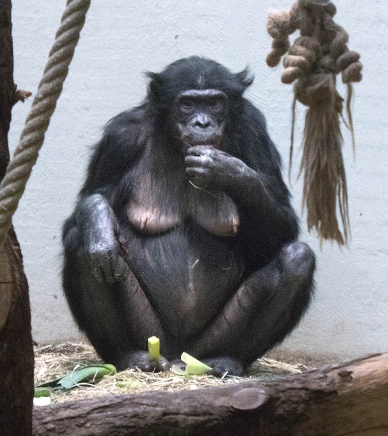 Bonobo-Weibchen EJA am 7. März 2020 im Innengehege im Menschenaffen-Haus im Grünen Zoo Wuppertal