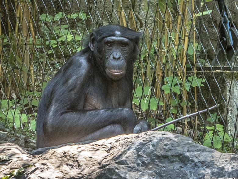 Bonobo am 15. Mai 2020 auf der Außenanlage am Menschenaffen-Haus im Grünen Zoo Wuppertal