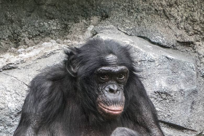 Bonobo-Männchen MATO am 14. Juni 2020 auf der Außenanlage am Menschenaffen-Haus im Zoologischen Garten der Stadt Wuppertal