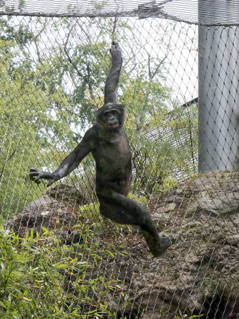 Bonobo-Männchen BILI am 14. Juni 2020 auf der Außenanlage am Menschenaffen-Haus im Zoo Wuppertal