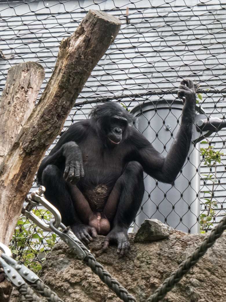 Bonobo-Männchen BILI am 14. Juni 2020 auf der Außenanlage am Menschenaffen-Haus im Wuppertaler Zoo