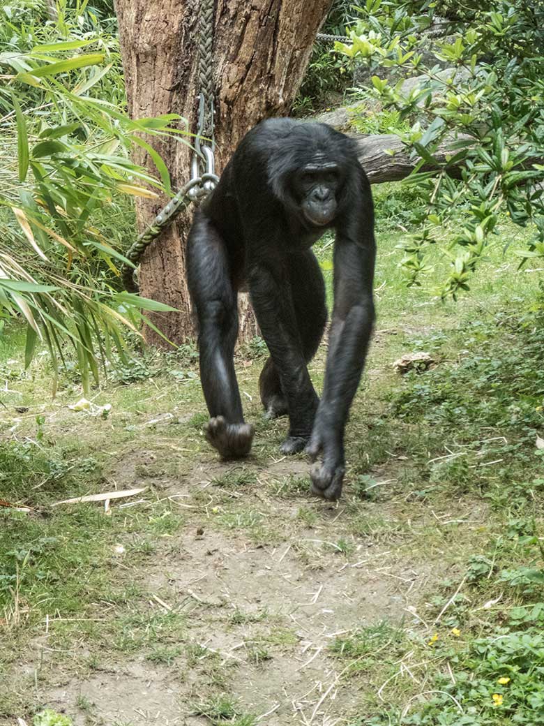 Bonobo-Männchen BILI am 14. Juni 2020 auf der Außenanlage am Menschenaffen-Haus im Grünen Zoo Wuppertal