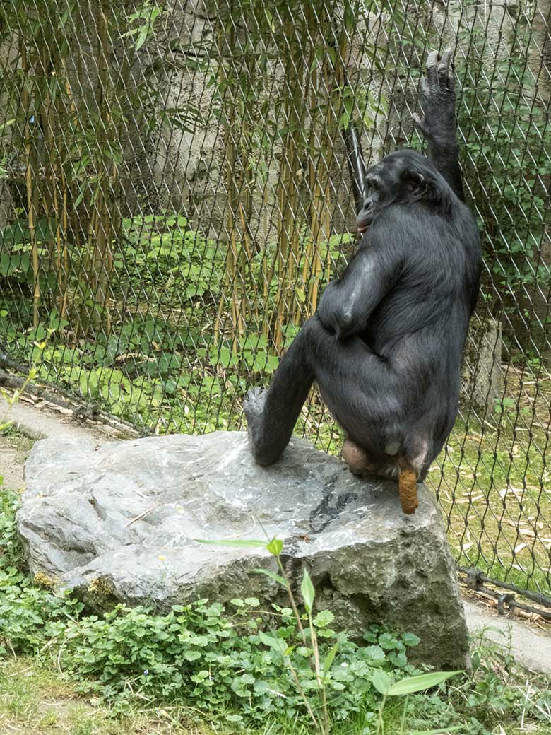 Bonobo-Männchen BILI am 14. Juni 2020 auf der Außenanlage am Menschenaffen-Haus im Zoologischen Garten Wuppertal